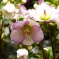 Helleborus picotee