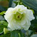 Double Hellebore