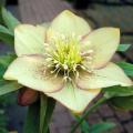 Single Hellebore