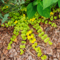 Creeping Jenny and groundcover loosestrifes