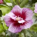 Hibiscus syriacus - Rose of Sharon