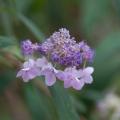 Hydrangea Involucrata