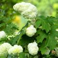 Hydrangea Quercifolia