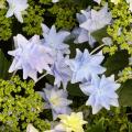Blue flowering Hydrangea