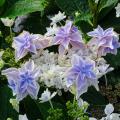 Double-flowered Hydrangeas