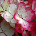 Colour-changing hydrangeas