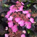 Pink flowering Hydrangea