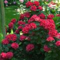 Red-flowered Hydrangeas