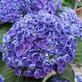 Purple flowering Hydrangea