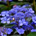 Shade-loving Hydrangea