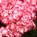 Hydrangeas A to Z