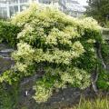 Climbing Hydrangea