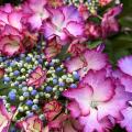 Hydrangeas by flower colour