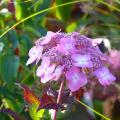 Hydrangea by variety