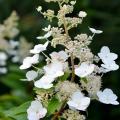 Sun-loving Hydrangea