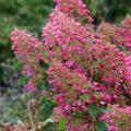 Hydrangeas for limestone soil