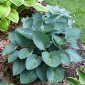 Blue-leaved Hostas