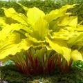 Yellow or golden foliage Hosta