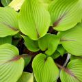 Green foliage Hosta