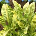 Hostas A to Z