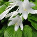 Fragrant Hosta