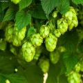 Humulus - Hop