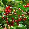 Ornamental berry Holly