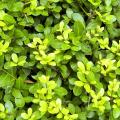 Dwarf Holly