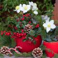 Christmas plant gift ideas