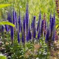 Garden Inspiration - Indigo Blue