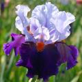 German Iris - Bearded Iris