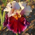 Iris A to Z