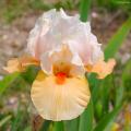 Medium Bearded Iris