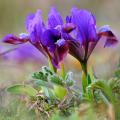 Dwarf and mini Bearded Iris