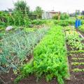 Growing productive edible plants