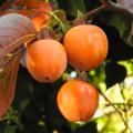 Persimmon trees - Diospyros