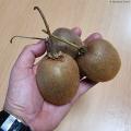 Kiwis with large fruits 