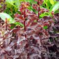 Ornamental foliage Crape Myrtle