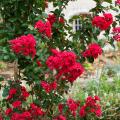 Ornamental trunk Crape Myrtle