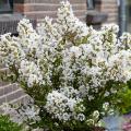 White Crape Myrtle