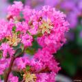 Pink Crape Myrtle