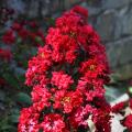 Red Crape Myrtle