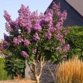 Tall Crape Myrtle