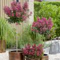 Crape Myrtle by height