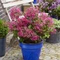 Crape Myrtle for pot-growing