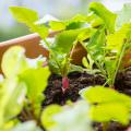 Vegetables by planting season