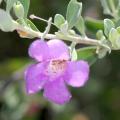 Leucophyllum - Texas Sage