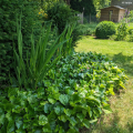 Groundcover ivies