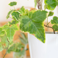 Indoor Ivy