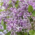 Purple Lilacs